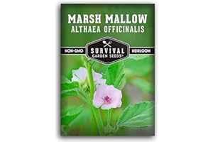 Marsh Mallow Seed for Planting - 1 Packet with Instructions to Plant and Grow Rare Medicinal Flowering Herbs in Your Home Vegetable Garden - Non-GMO Heirloom Variety - Survival Garden Seeds