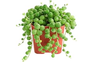 Sprout N Green Live Mini Succulent Plant, 2in String of Pearls, 1 Pack Rare Fully Rooted in Pot, Real House Plant for Home Office Wedding Decoration DIY Projects Party Favor