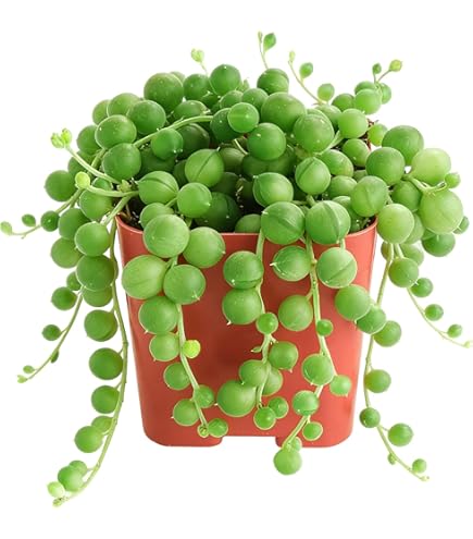 Milk‐tree♡ Amazon.com : Royal Red African Milk Tree - Euphorbia trigona - 2.5