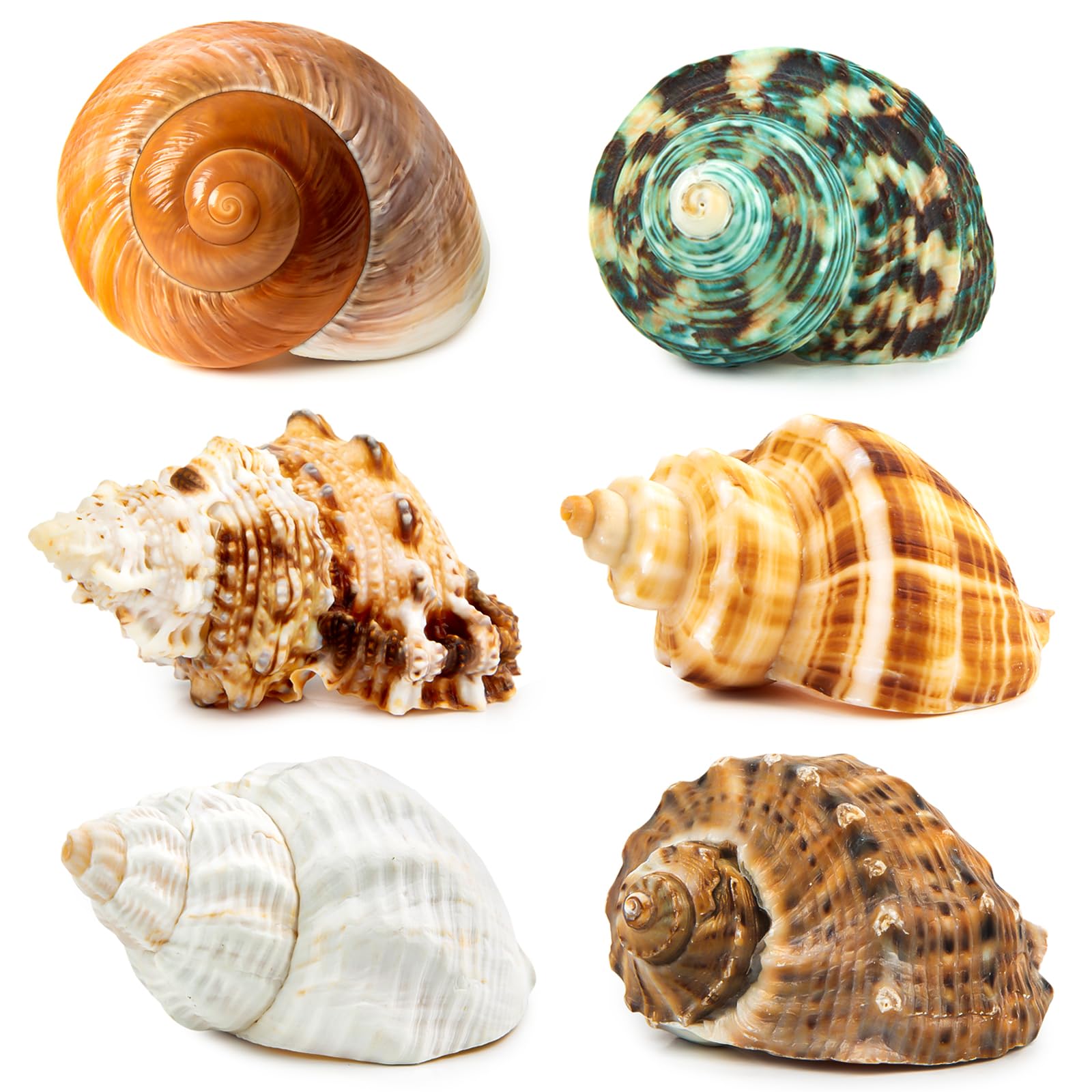 SKOOLOVE 6PCS Large Hermit Crab Shells, Natural large Sea Conch Size 7-10CM, Opening Size 3.8-4.5CM, Turbo Seashells for Hermit Crab Supplies and Beach Decoration Large Sea Shell