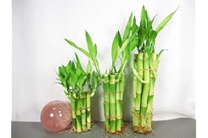 Betterdecor- 30 Stalks of Straight Lucky Bamboo (4"x10 Pcs+6'x10 Pcs+8"x10 Pcs)