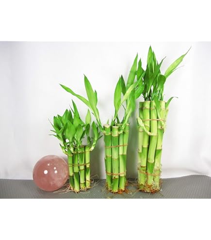 Amazon.com: 3 Tier Lucky Bamboo (Total +/- 38 Stalks) Comes Built with 4"  6" and 8" Lucky Bamboo : Grocery & Gourmet Food