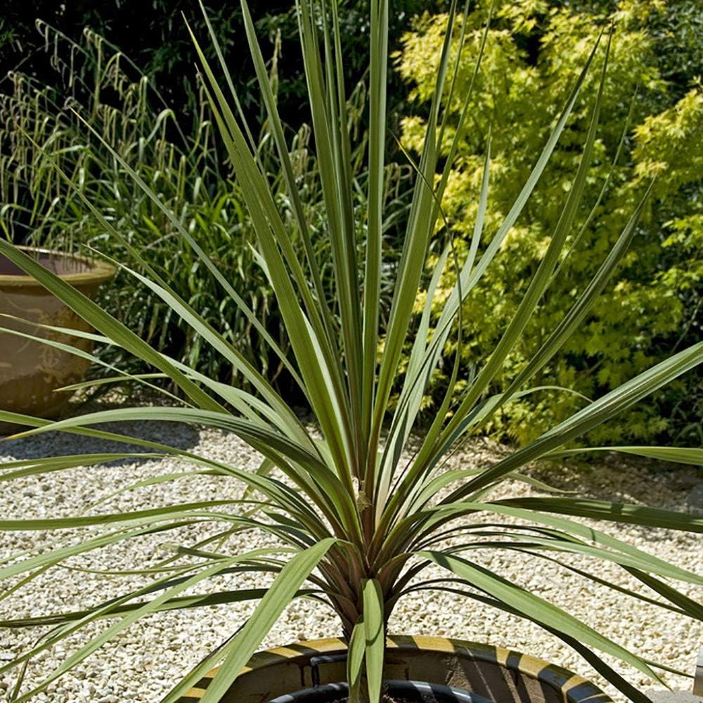 Pair of Cordyline Australis (Torbay Palm) Green 1M Tall Plants Amazon