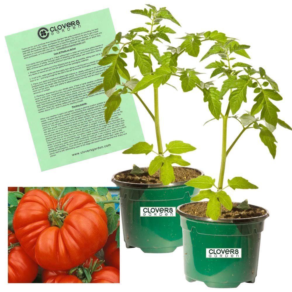 Why Are Tomato Plants Not Producing Fruit at Anthony Wilson blog