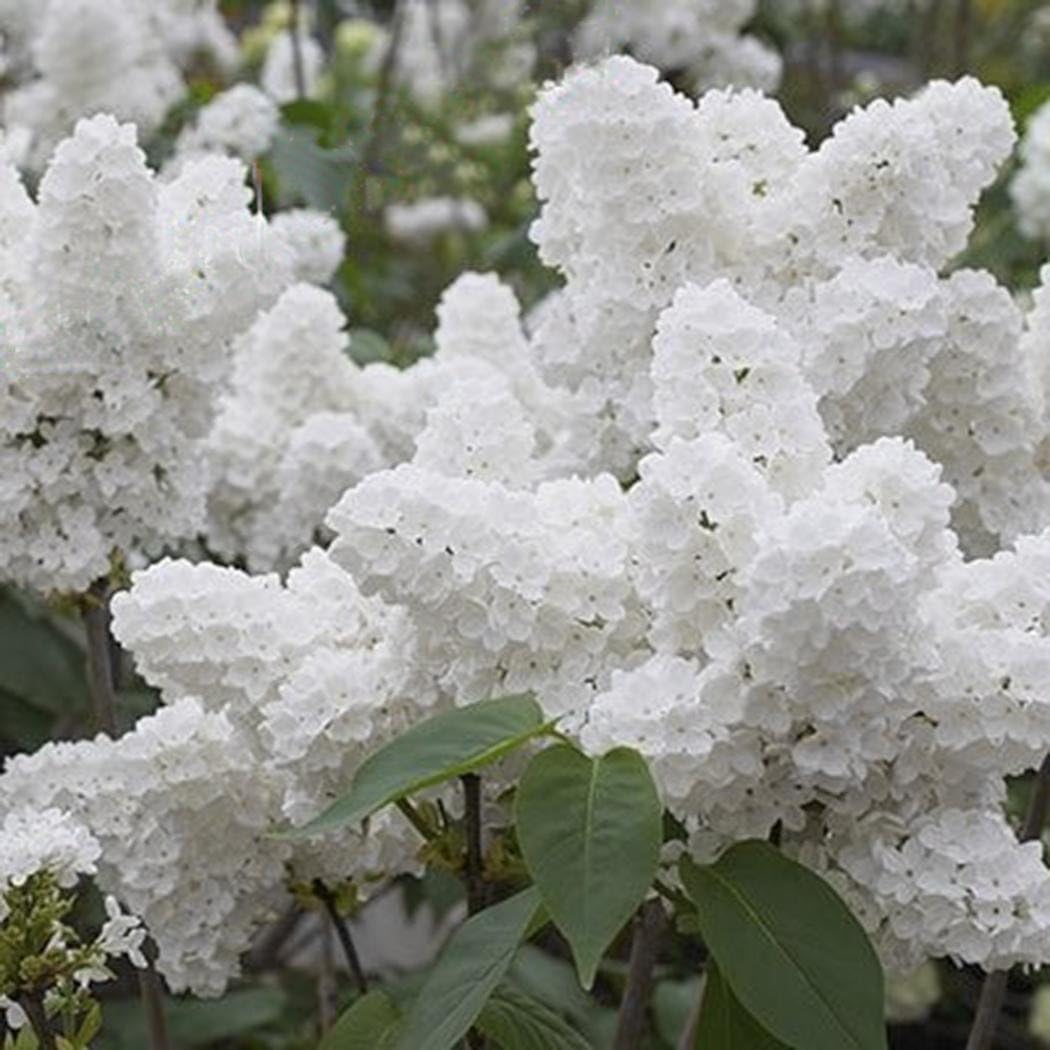 melysUS Rare White Japanese Lilac Tree Seeds (Extremely Fragrant) Clove Flower Seeds Bonsai Flower Seeds Garden Yard for Outdoor Planting (50)
