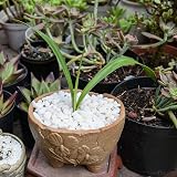 Hisredsun White Decorative Stones 3.96 lb 0.23-0.35in Natural Gravel Rocks view 5
