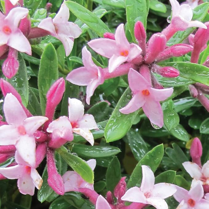 Potted Hardy Shrub for Outdoors Repeat Flowering Scented Blooms, 2 x