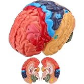 Avarstic Human Brain Model, Life Size Brain Anatomy Model, 2-Part PVC Brain Model with Laser-Engraved Numbers, Color-Coded Regions, Base &amp; Reference Card for Science Education &amp; Anatomy Study