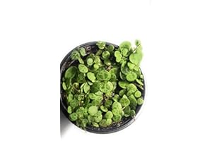 Live String of Turtles Succulent Plant in 10 cm Pot, Indoor Trailing Houseplant