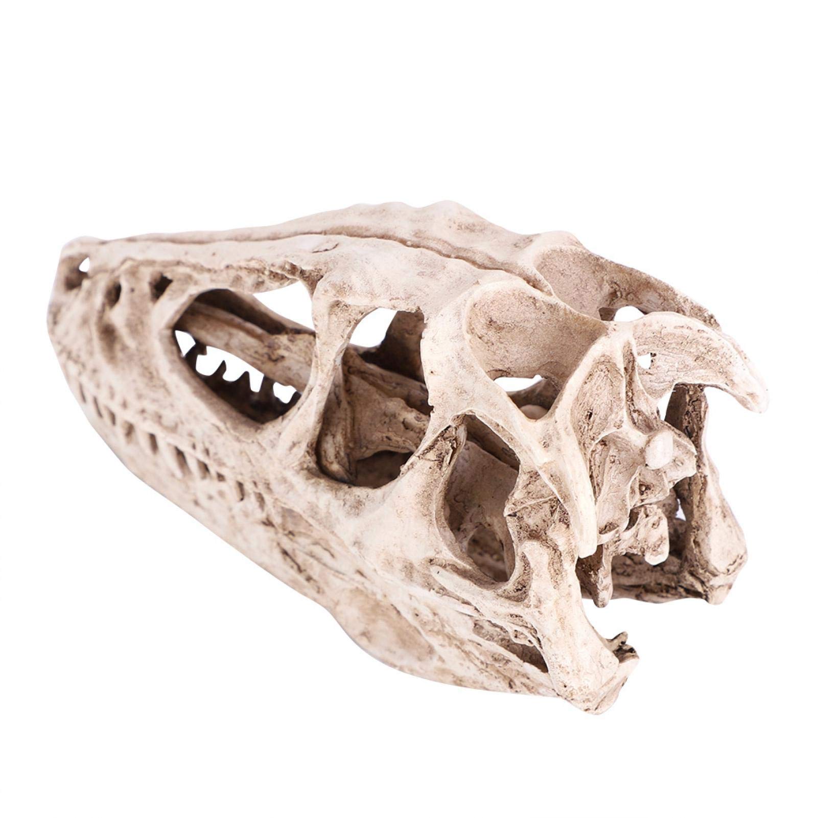 Resin Dinosaur Skull Model - Teaching Tool Simulated Animal Skeleton for Office, Classroom, Home and Student