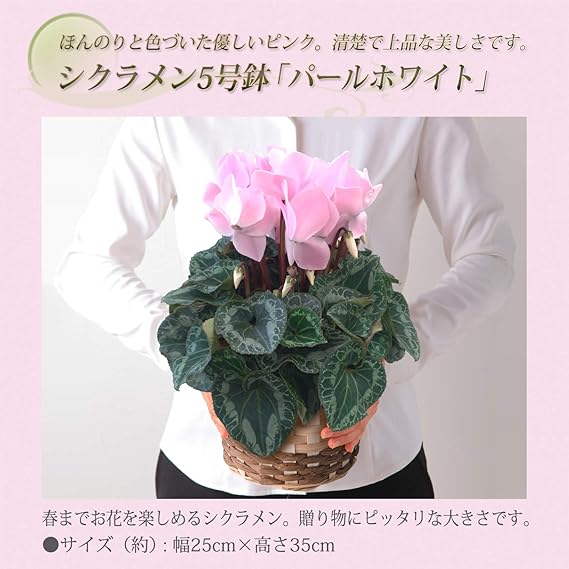 Amazon Co Jp 花のギフト社 シクラメン パールホワイト シクラメン鉢植え シクラメン花 鉢植え シクラメン5号鉢 ホーム キッチン