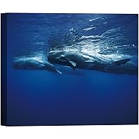 SIGNWIN Canvas Wall Art A Humpback Whale Swimming Underneath The Blue Ocean Marine Life Wildlife Photography Realism Nautical Closeup Relax/Calm for Living Room, Bedroom, Office - 12x18 inches