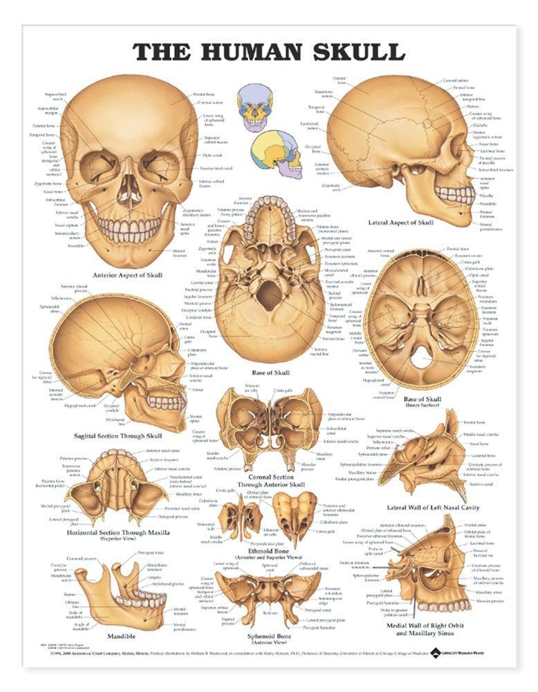 Anatomical Chart Skull Art Poster, 20" x 26" Heavy Paper, Unframed, Living Room Decor