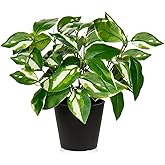 Oairse Artificial Plants Indoor Small Fake Plants in Pots Faux Pothos N‘ Joy Potted Plant Fake Indoor Plants with Black Pots for Bathroom Living Room Office Desk Shelves