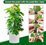 Mactoou Moss Pole 4-Pack 41cm Coir Moss Poles for Monstera Climbing Plants view 5