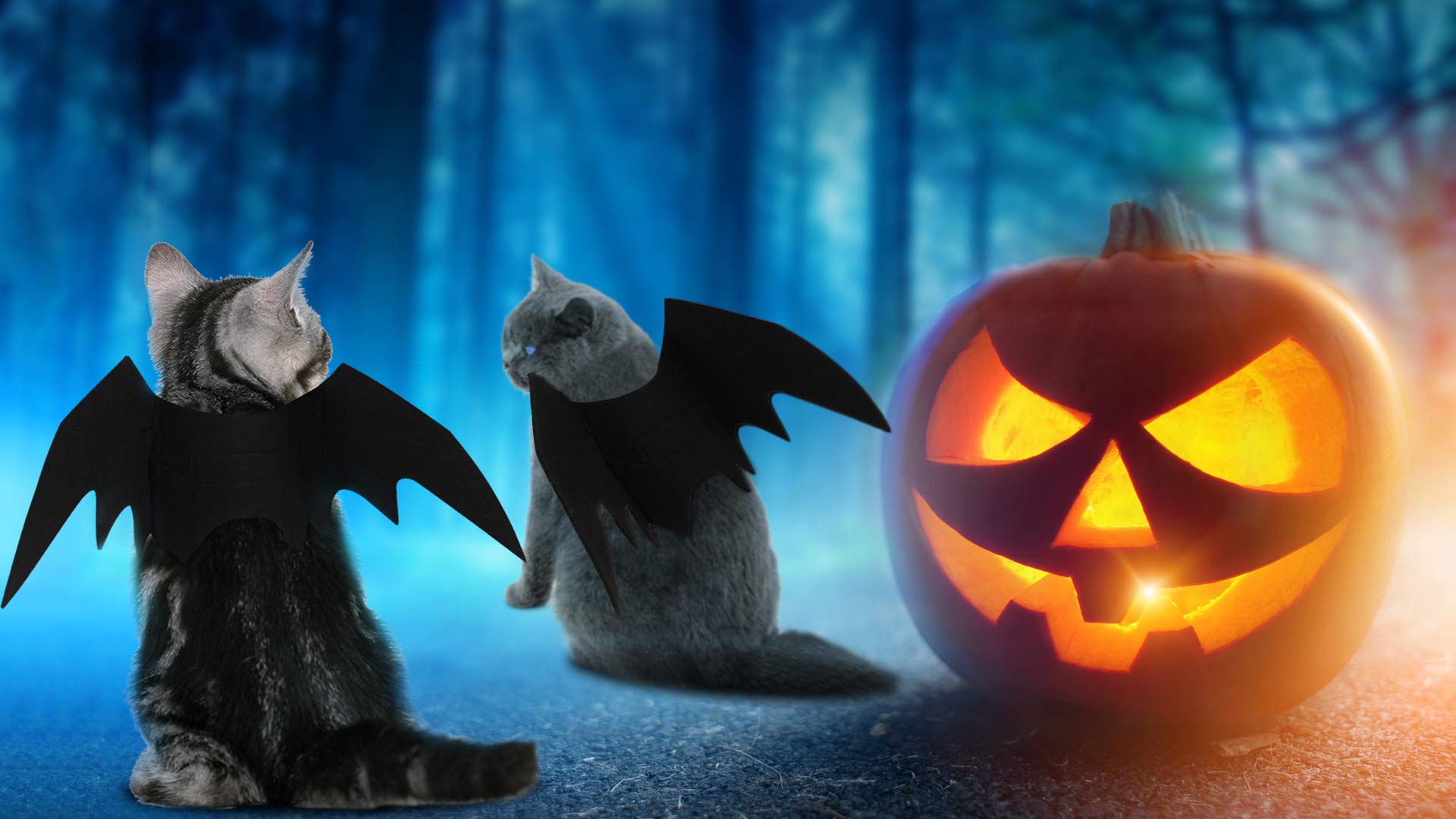 Fansport Halloween Pet Bat Wings Costume Cat Dog Bat Wings Costume with Pet Party Hat for Halloween