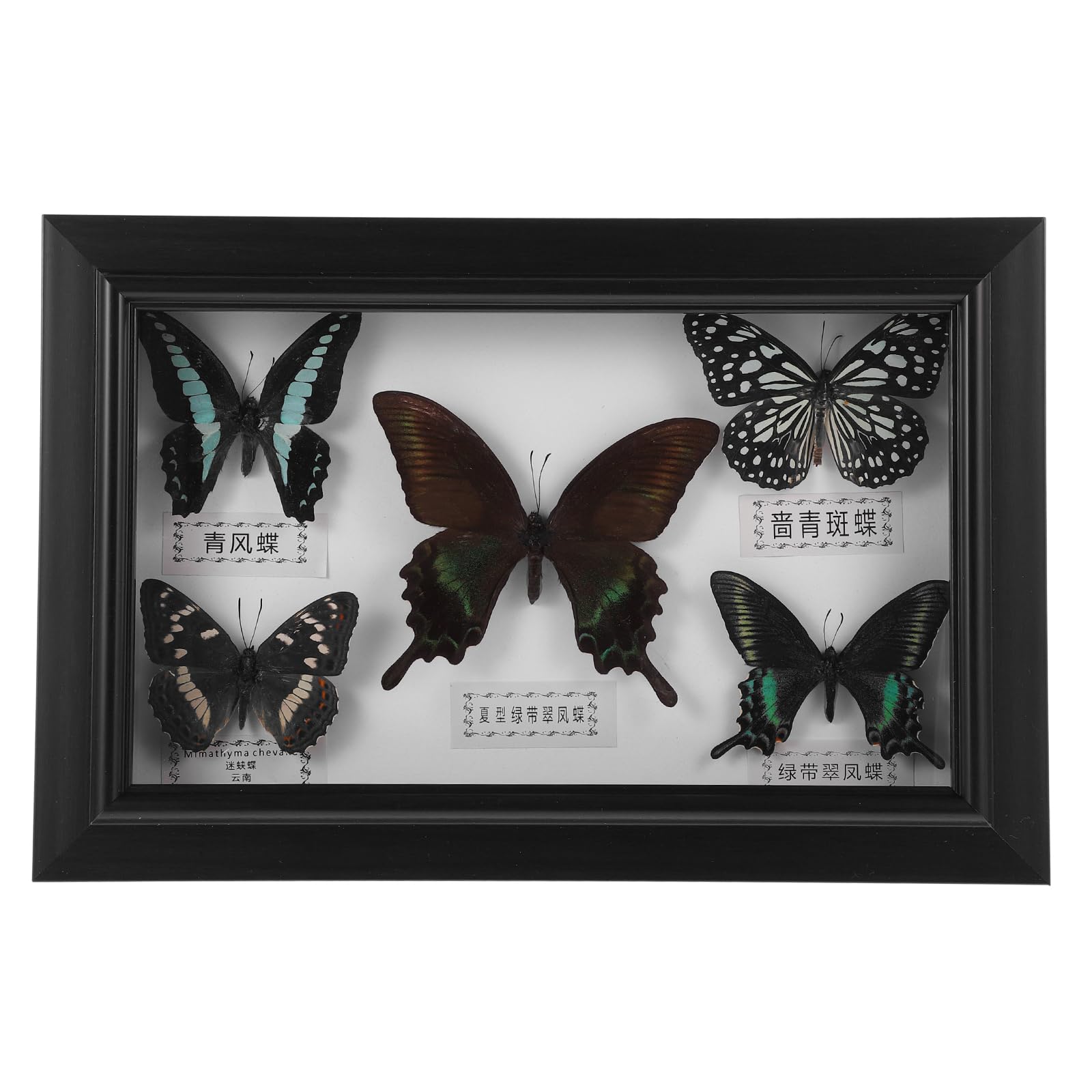 Framed Butterfly Shadow Box Butterfly Specimen Unique Collectible Entomology Lover for Home Studio Wall Butterfly Decoration