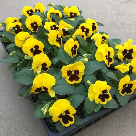 Amazon 元気に育つ パンジー 色指定 イエローブロッチ 28本 生産者直送 愛知県産 秋 冬 春のガーデニングに最適 とら屋の花苗 28本入り 色指定 イエローブロッチ 花