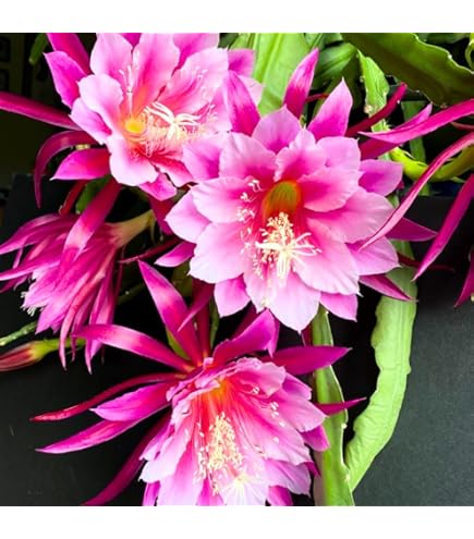 Amazon.com : Epiphyllum Orchird Cactus (Super Rare