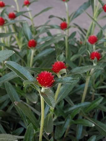 特選花苗セット販売 センニチコウ 千日紅 ストロベリーフィールズ 赤花 ２０ポットセット ３号 まとめ売り 花 Amazon