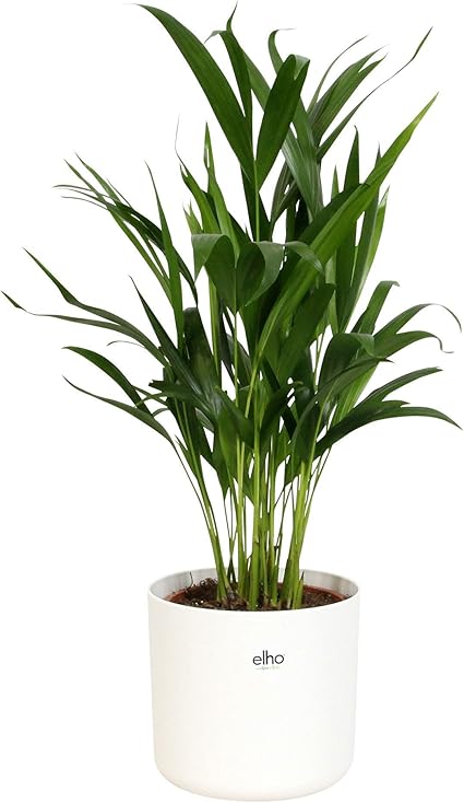 Dypsis Lutescens Palmier Areca Plante Verte D Interieur Naturelle Hauteur 65 75cm Cache Pot Elho Blanc O 18cm Amazon Fr Jardin Dypsis Lutescens Palmier Areca Plante Verte D Interieur Naturelle Hauteur 65 75cm Cache Pot Elho Blanc O 18cm Amazon Fr Jardin