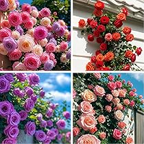 Amazon.com : 300+Mixed Climbing Rose Rosa Seeds for Planting