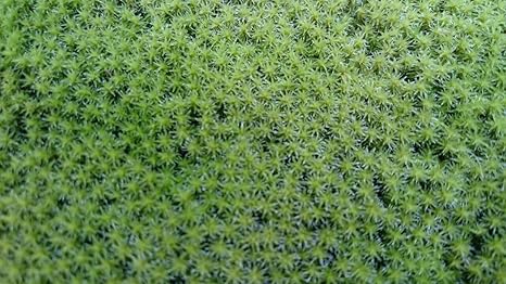 Amazon 栽培品 スナゴケ 55 37トレー 庭園 苔庭 盆栽 造園素材等 説明書付き 観葉植物 オンライン通販