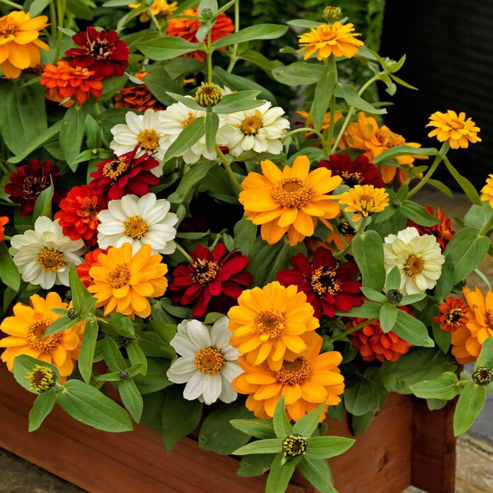 Outsidepride Zinnia Profusion Double Flower Seed Mix 25