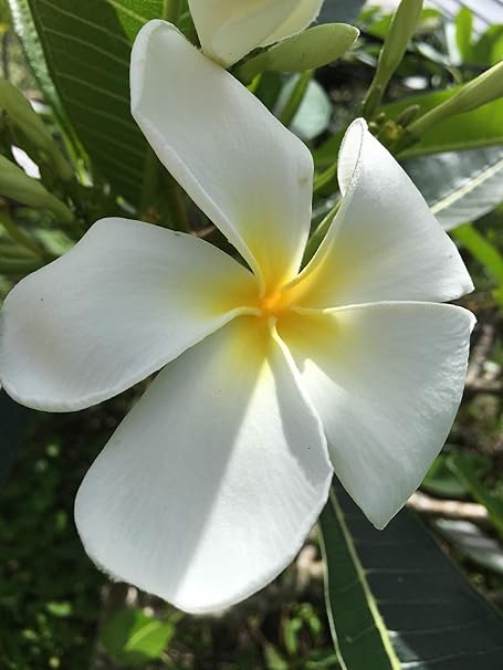 ②引取り歓迎 Hawaiian Singapore Hybrid プルメリア 苗 ②引取り歓迎 Hawaiian Singapore Hybrid プルメリア 苗