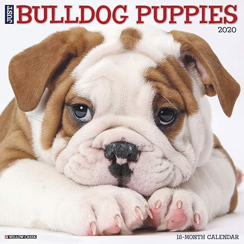 Download Just Bulldog Puppies 2020 Calendar PDF