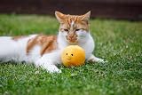 Petface Orange Plush Cat Toy with Catnip - Soft Interactive Play Ball view 4