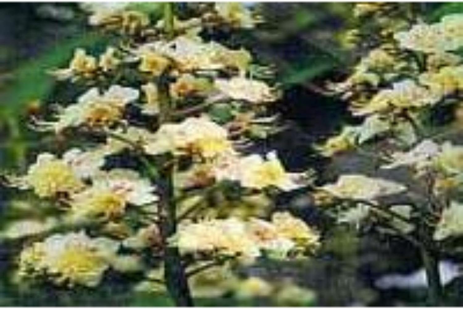 Ainsworths 10 ml White Chestnut Bach Flower Remedy