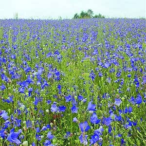 Ornamentales Semillas,Platycodon grandiflorum Semillas y flores-500g