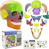 New Anatomy Skull Model 15 Parts Human Color Exploded Skull Detachable | Palm-Sized Mini Human Color Medical Skull Model,Medical Dental Clinic Teaching Equipment,Learning with Color Study Manual