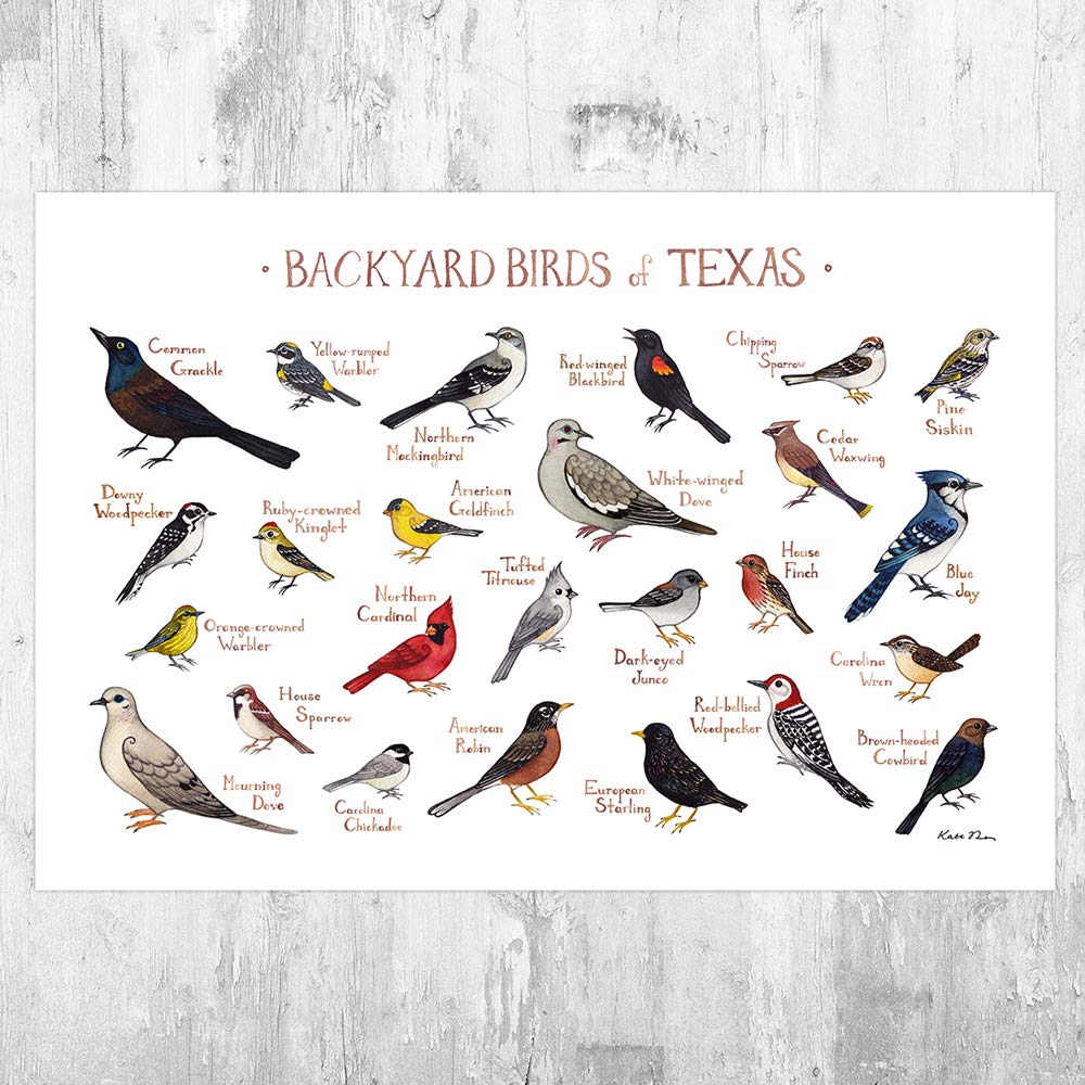 Amazon Com Backyard Birds Of Texas Field Guide Art Print Handmade