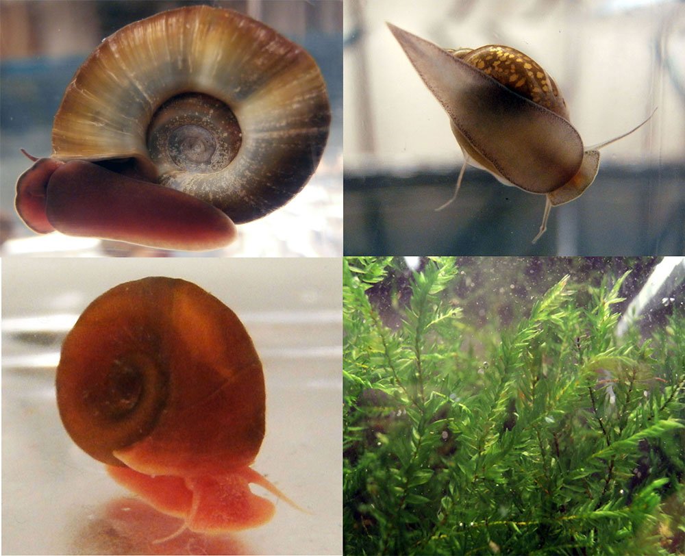 Tartan Guppy UK Pond Snail Pack 4 Ramshorns Snails, 4 Tadpole Snails