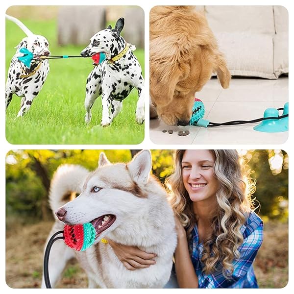 BETTER BELLY HIGHLY DIGESTIBLE RAWHIDE DENTAL CHEWS, TREAT YOUR DOG TO A CHEW WITH NO ARTIFICIAL COLORS OR FLAVORS 4 COUNT (PACK OF 1)
