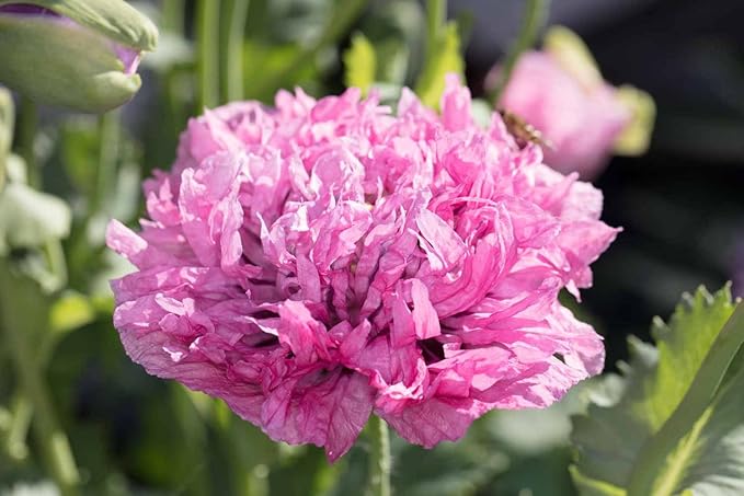 Asklepios-seeds® 1000 Samen Papaver somniferum Lilac Pompom, Mohn Schlafmohn Saatgut