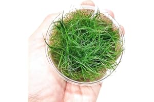 PLANTEREST Dwarf Hairgrass Eleocharis Sp 1 Mini Tissue Culture Cup Freshwater Live Aquarium Plants Decoration BUY2GET1FREE