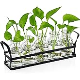 jkwokback Propagation Stations Indoor Decor Planters Terrarium with Stand,Propogation Planter Glass with 5 Air Plant Terrariu