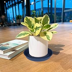 Bleuhome 2 Pack of 16 17 inch Plant Saucer