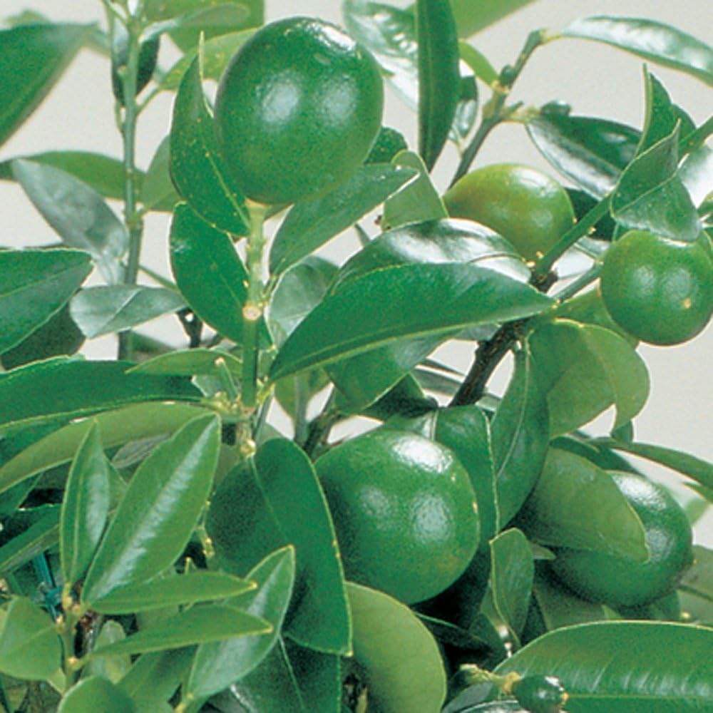 Lime Tree Citrus Fruit Houseplant Grow Your Own Patio Plant For