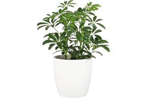 Thorsen's Greenhouse Live Arboricola Umbrella Tree Plant, Schefflera Arboricola, Natural Air Purifier, Live Indoor Houseplant, 4-inch Diameter (White)