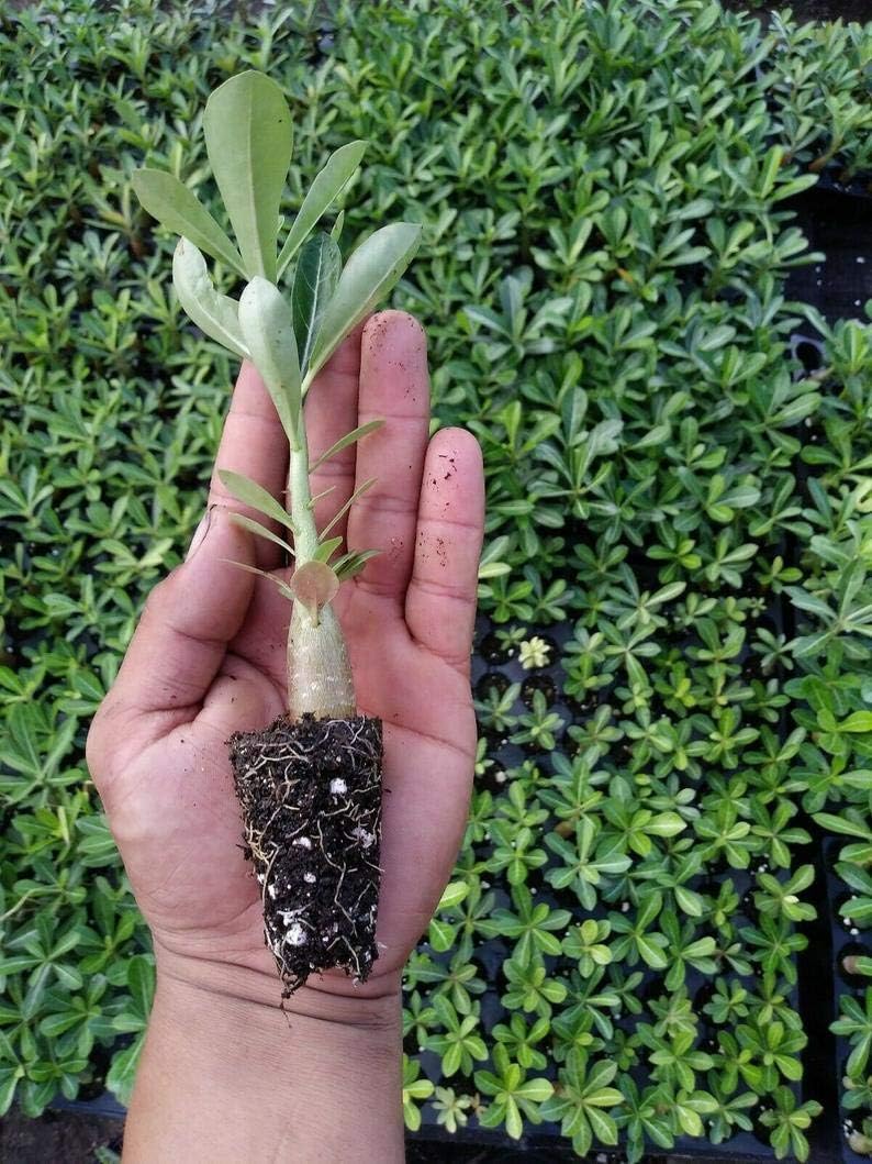 6 Desert Rose Seedlings - Adenium Obesum - Live Plants 3-7 Inch