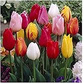 Garden (Tulip for Planting) Indoor or Outdoor Simple to Grow Fall or Spring Surprise to Grow Pots to Grow Tulip for Fall plan