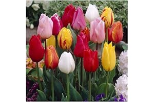 Garden (Tulip for Planting) Indoor or Outdoor Simple to Grow Fall or Spring Surprise to Grow Pots to Grow Tulip for Fall Plan