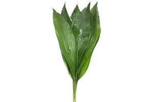 WANGBINYU 20 Aspidistra Leaf Per Bunch Elatior Long Storage Time Hydroponic Flower Arrangement Floral embellishment leaves