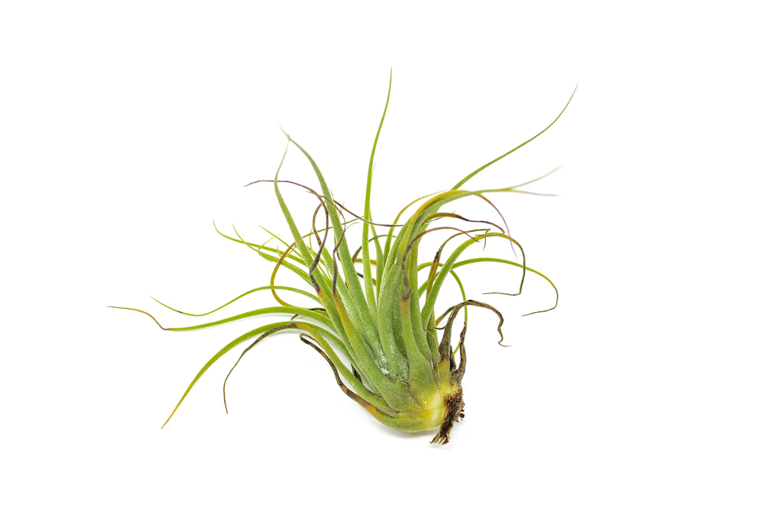 25 BGrade Air Plant Variety Pack Bulk Assorted Species of Live Tillandsia Tropical House