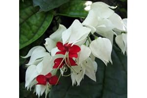 HIRT'S GARDENS White & Red Bleeding Heart Vine Plant - Clerodendrum - Indoors/Out - 4" Pot