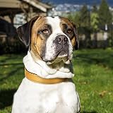 Joytale Reflective Dog Collar Large Khaki Nylon Neoprene Padded view 2